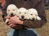 2014 White Pups at 3-wks